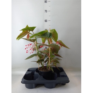 Begonia BD   ...