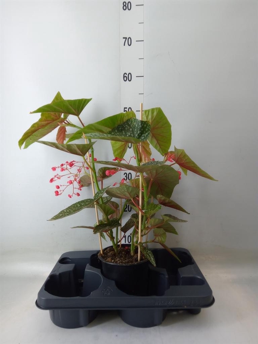 <h4>Begonia BD ...</h4>