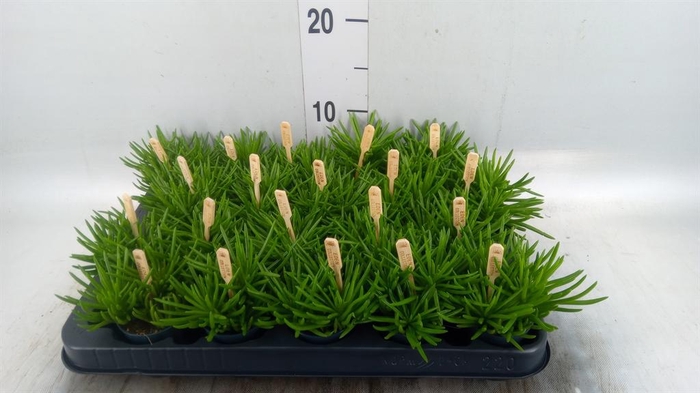 <h4>Senecio archeri 'Himalaya'</h4>