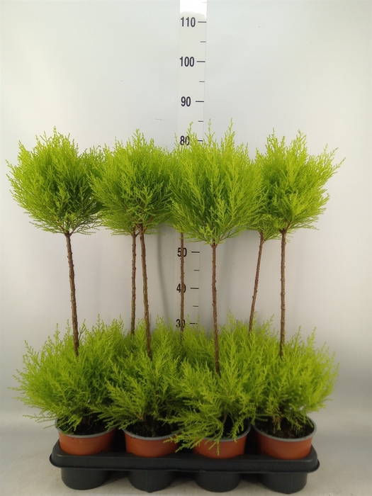 <h4>Cupressus macro. 'Goldcrest' .shape</h4>