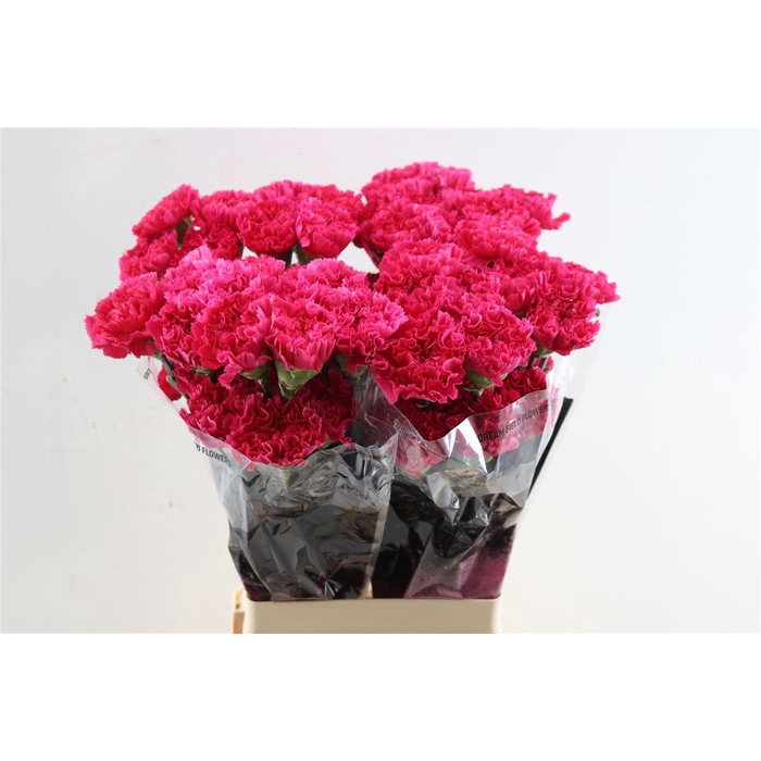 <h4>Di St Bizet</h4>