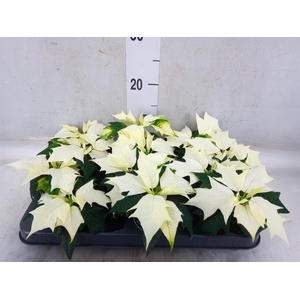 Euphorbia pulc. 'Alaska'