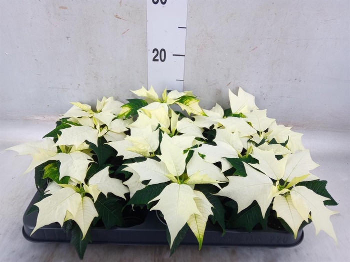 <h4>Euphorbia pulc. 'Alaska'</h4>