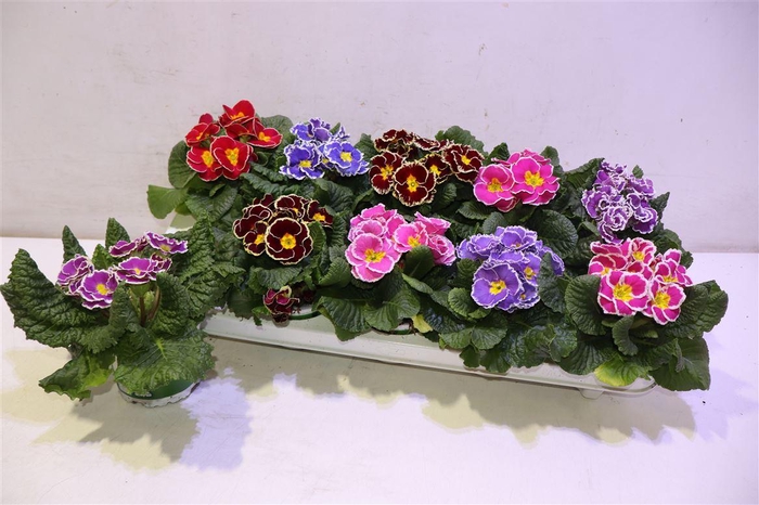 <h4>arr8 Prim Ac Gem</h4>