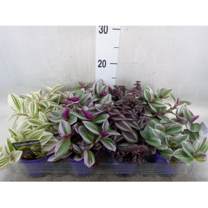 Tradescantia   ...mix