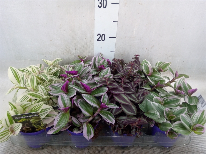 <h4>Tradescantia   ...mix</h4>