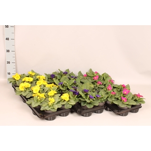 Primula acaulis Divers op kleur