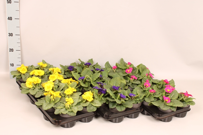 <h4>Primula acaulis Divers op kleur</h4>