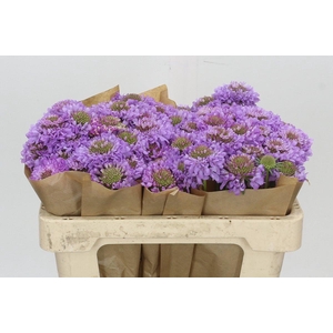 Scabiosa Scoop Focal Purple