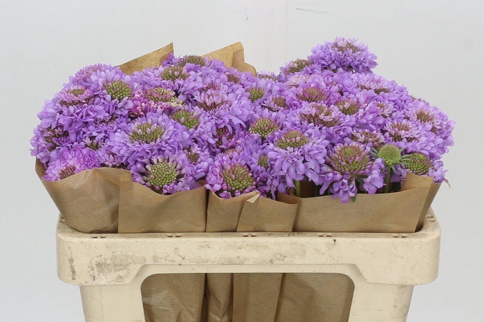 <h4>Scabiosa Scoop Focal Purple</h4>