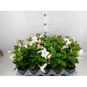 Mandevilla am. 'Sundav White'