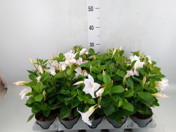 <h4>Mandevilla am. 'Sundav White'</h4>