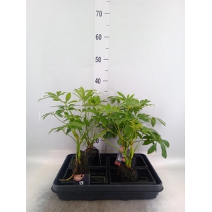 Arr. Kamerplant Groen H%