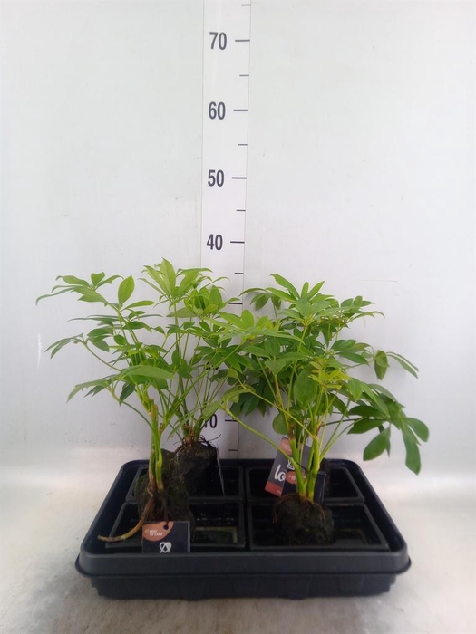<h4>Arr.   Kamerplant Groen H%</h4>