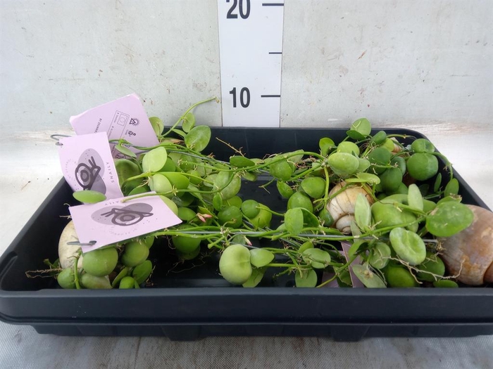 <h4>Arr. Dischidia</h4>