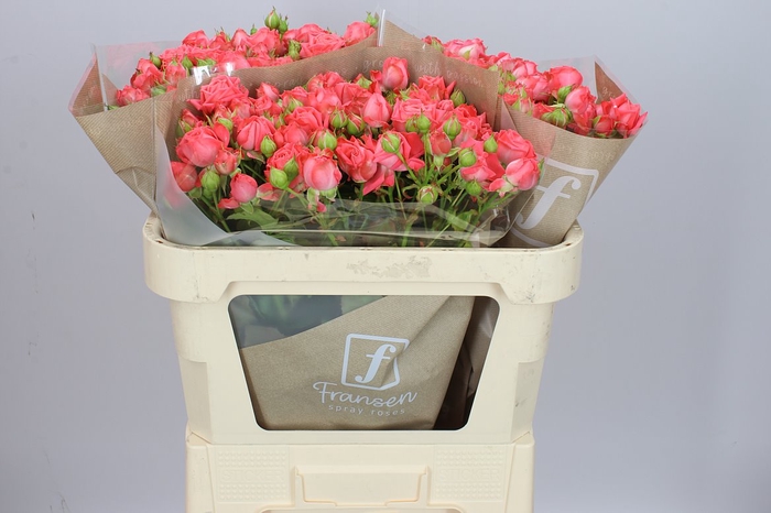 <h4>Rosa Tr Barbados</h4>