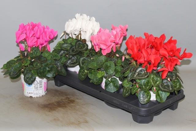 <h4>CYCL GR SUP XL</h4>