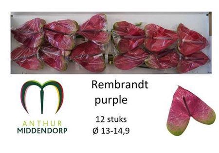 <h4>Anth A Rembr Purple X12</h4>