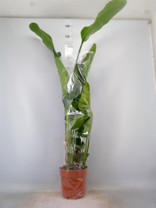 <h4>Strelitzia nicolai</h4>