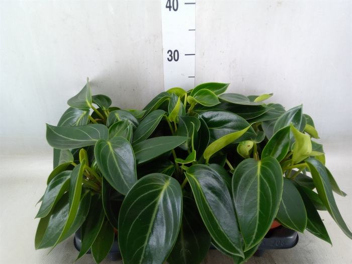 <h4>Peperomia</h4>