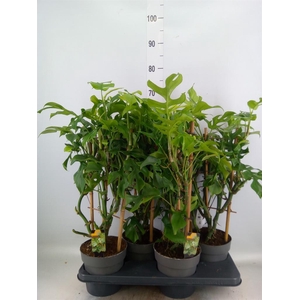 Philodendron   ...
