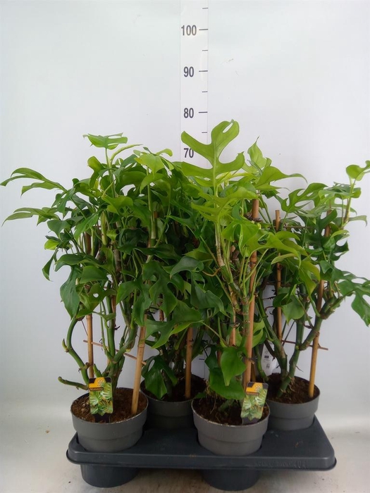 <h4>Philodendron ...</h4>