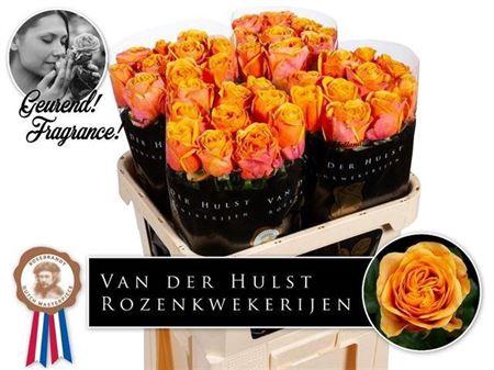 <h4>R Gr Heliana Orange</h4>