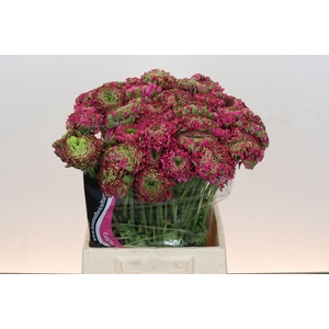 Ranunculus Pon Pon Fanny Super
