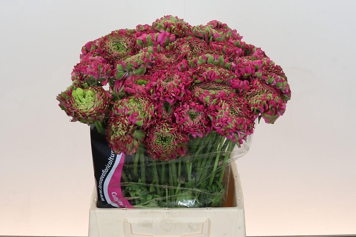 <h4>Ranunculus Pon Pon Fanny Super</h4>