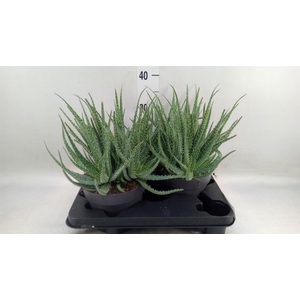 Aloe humilis
