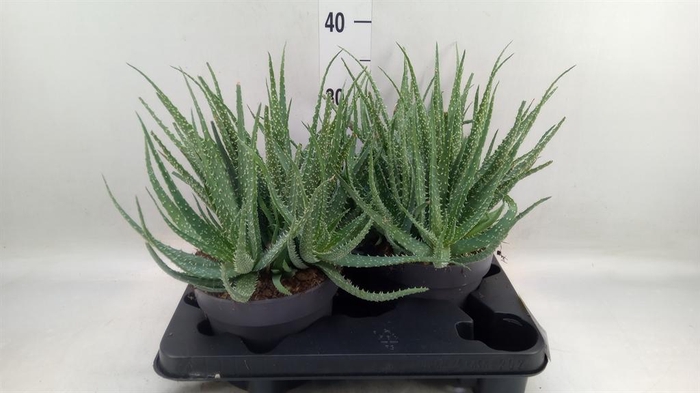 <h4>Aloe humilis</h4>