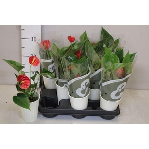 ARR ANTHURIUM