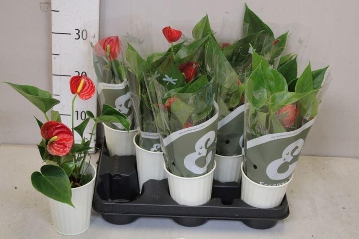 <h4>ARR ANTHURIUM</h4>