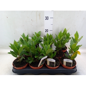 Laurus nobilis