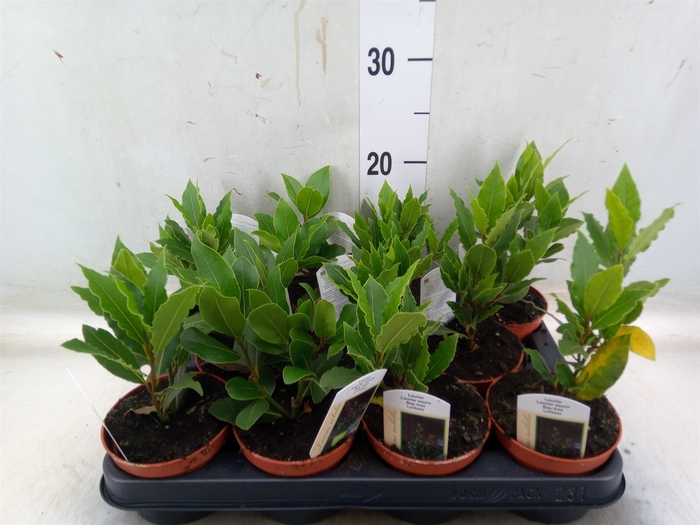 <h4>Laurus nobilis</h4>