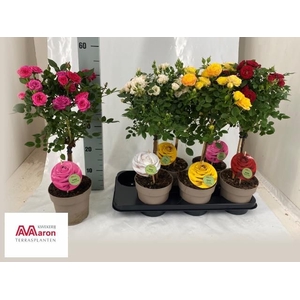 ROSA OV