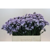 Limonium Donau Birds