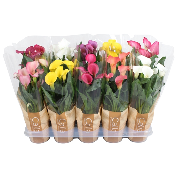 Zantedeschia gemengd Calla mix in bedrukte hoes