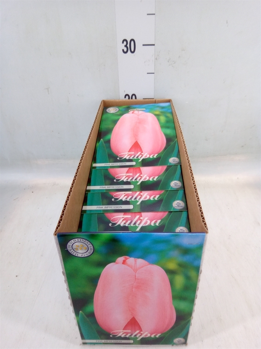 <h4>Tulipa   ...flowerbulbs</h4>