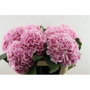 Hydr M Verena Pink 80-22
