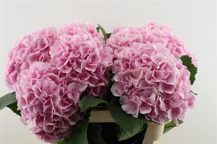 <h4>Hydr M Verena Pink 80-22</h4>