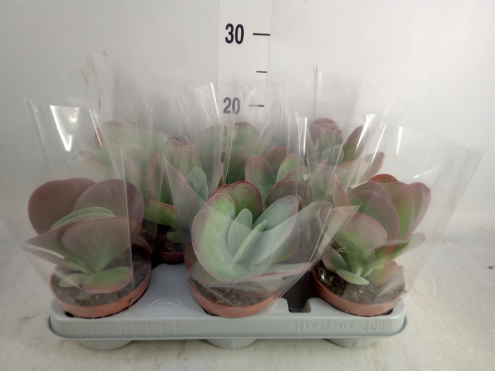 <h4>Kalanchoe NF thyrsiflora 'Red Lips'</h4>