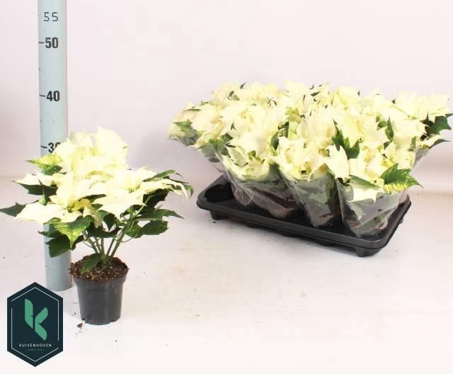 <h4>EUPHOR P ALASKA</h4>