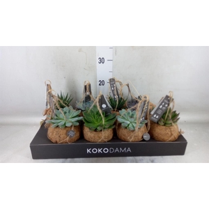 Planten Groen   ...mix  4