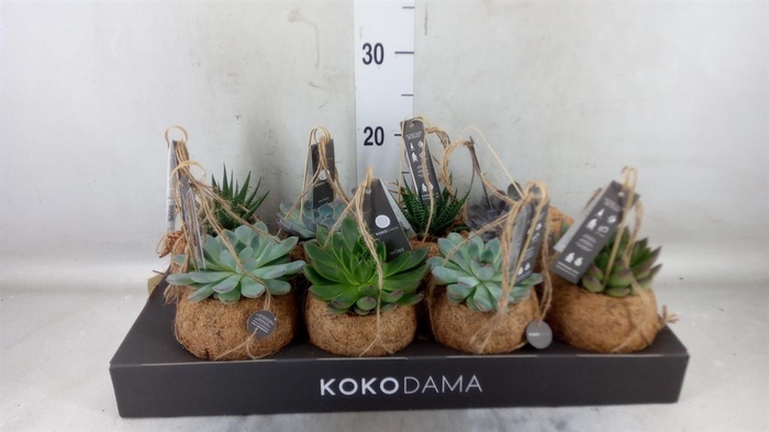 <h4>Planten Groen   ...mix  4</h4>