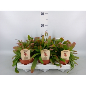 Rhipsalis   ...