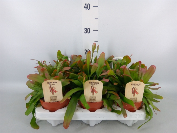 <h4>Rhipsalis   ...</h4>