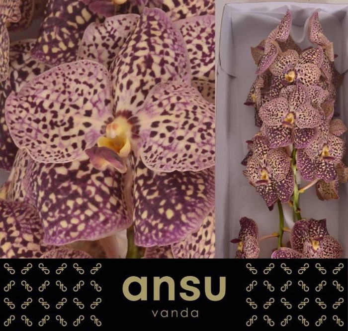 <h4>VANDA SUNANDA OCELOT SANGRIA VANDA</h4>