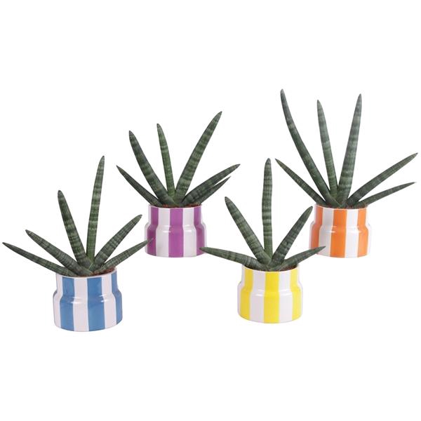 <h4>Sansevieria Cylindrica Handshake in Ø15cm Ceramic EV563</h4>