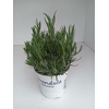 Lavandula x intermedia Edelweiss